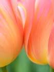 Netherlands-Lisse. Closeup of orange tulips. Art Print